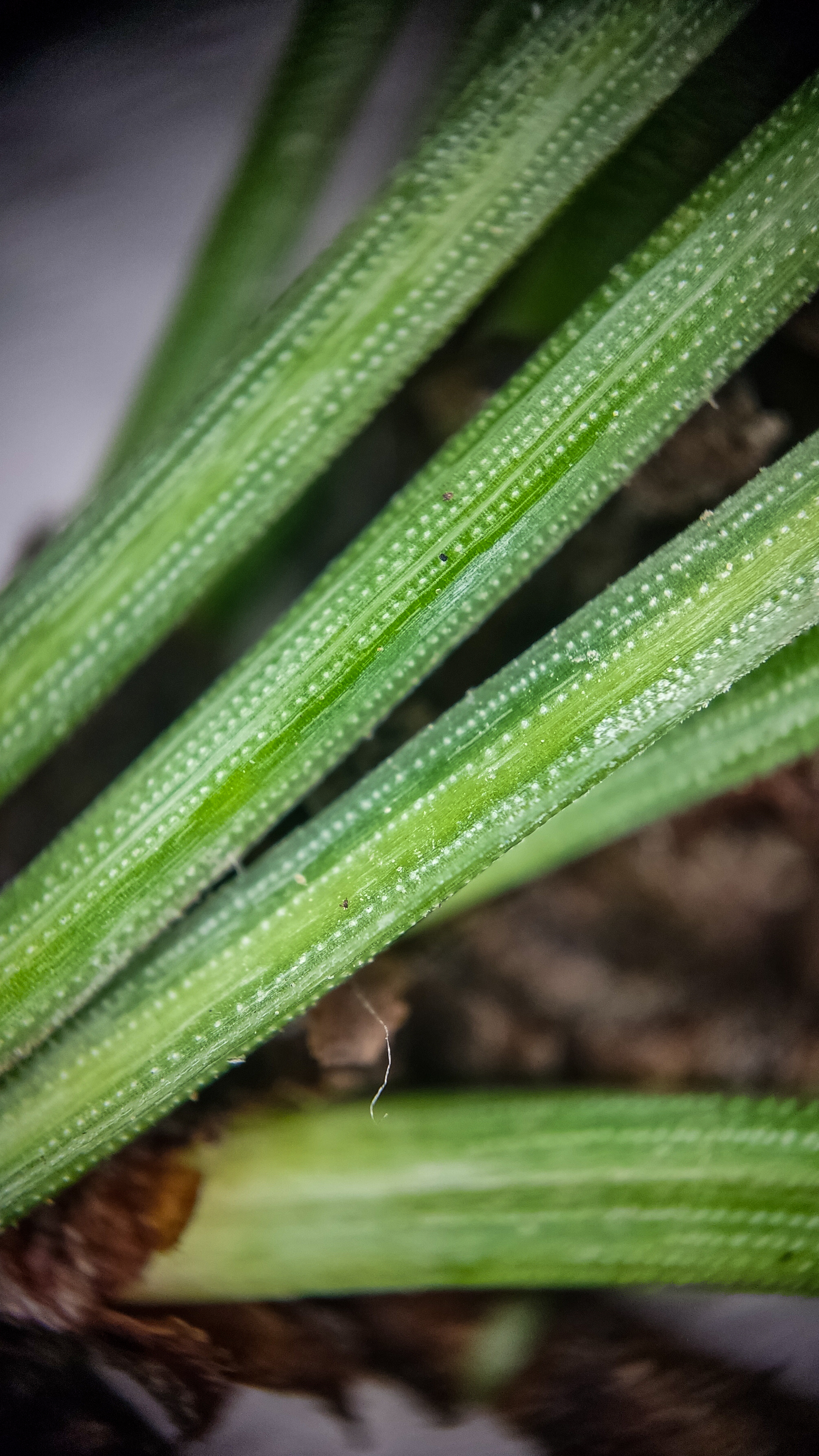 Photo project Let's take a closer look post #90. Mountain pine - My, Bloom, Macro photography, Nature, The photo, Plants, Garden, Pine, Gardening, Beautiful view, Longpost