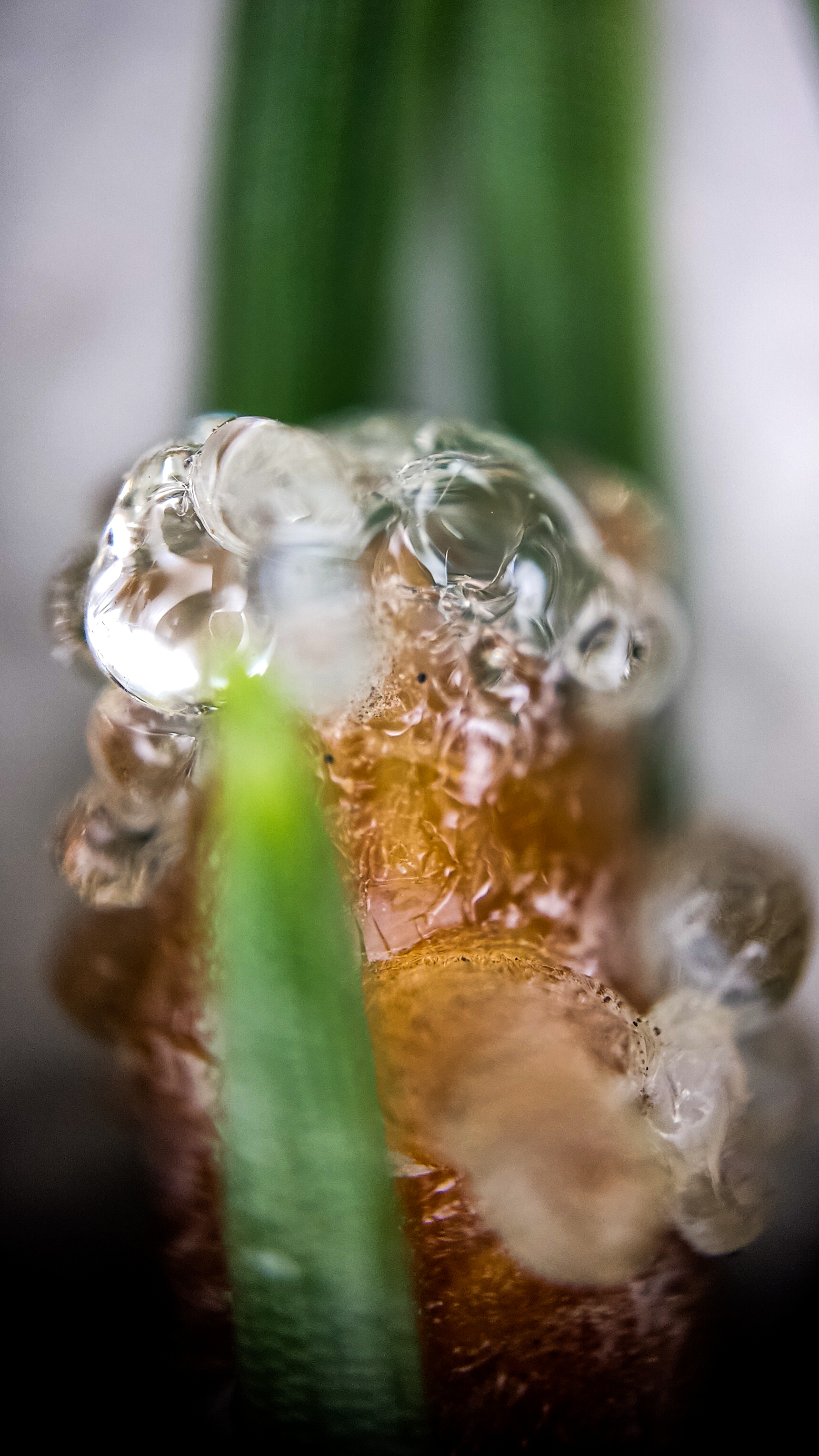 Photo project Let's take a closer look post #90. Mountain pine - My, Bloom, Macro photography, Nature, The photo, Plants, Garden, Pine, Gardening, Beautiful view, Longpost