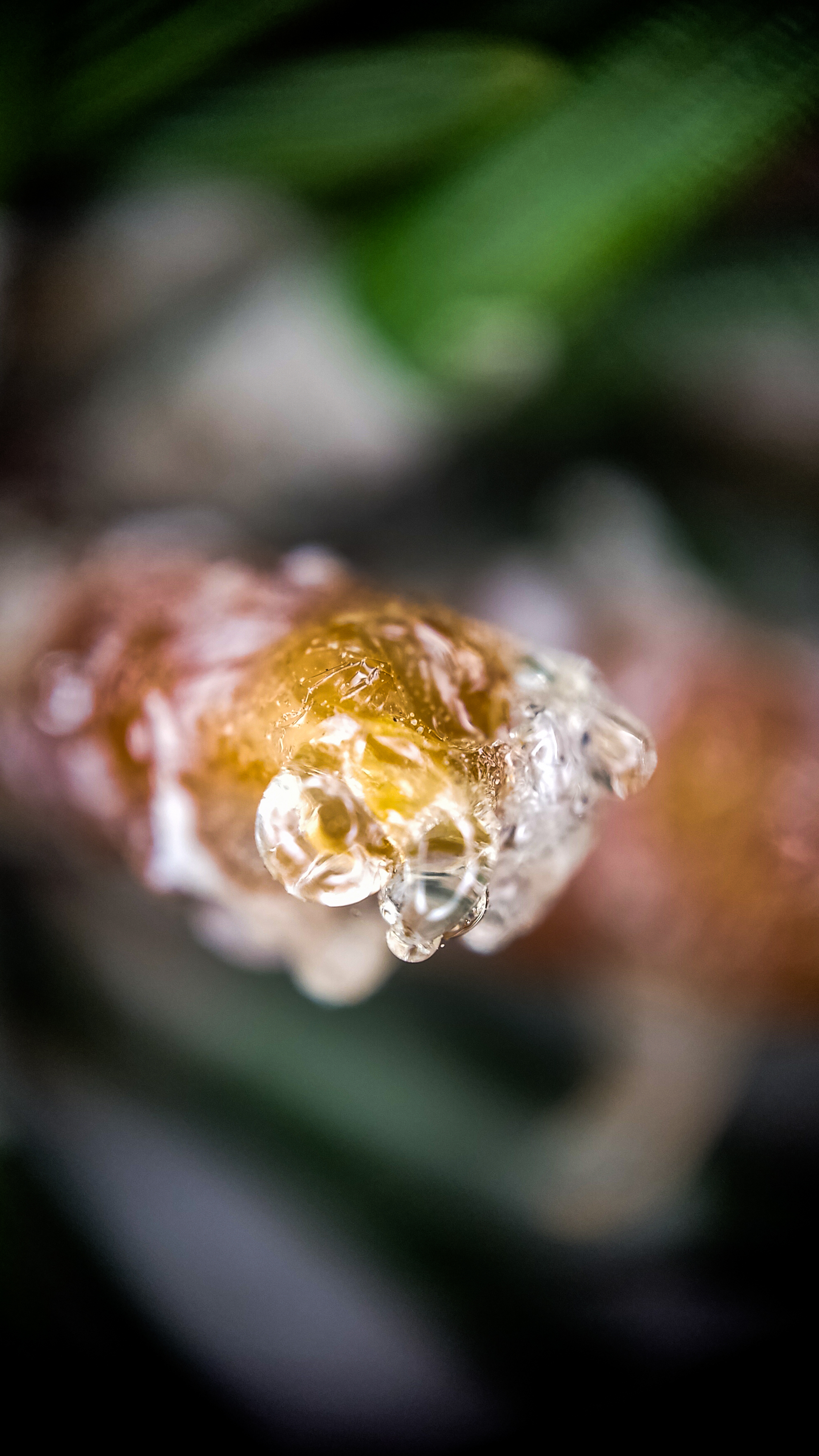 Photo project Let's take a closer look post #90. Mountain pine - My, Bloom, Macro photography, Nature, The photo, Plants, Garden, Pine, Gardening, Beautiful view, Longpost