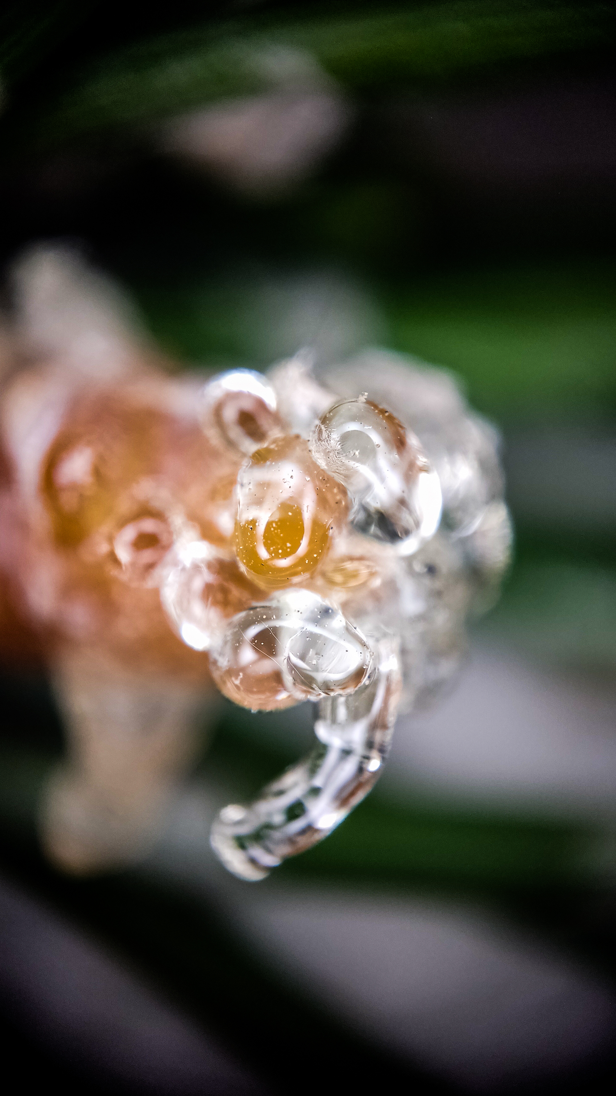 Photo project Let's take a closer look post #90. Mountain pine - My, Bloom, Macro photography, Nature, The photo, Plants, Garden, Pine, Gardening, Beautiful view, Longpost