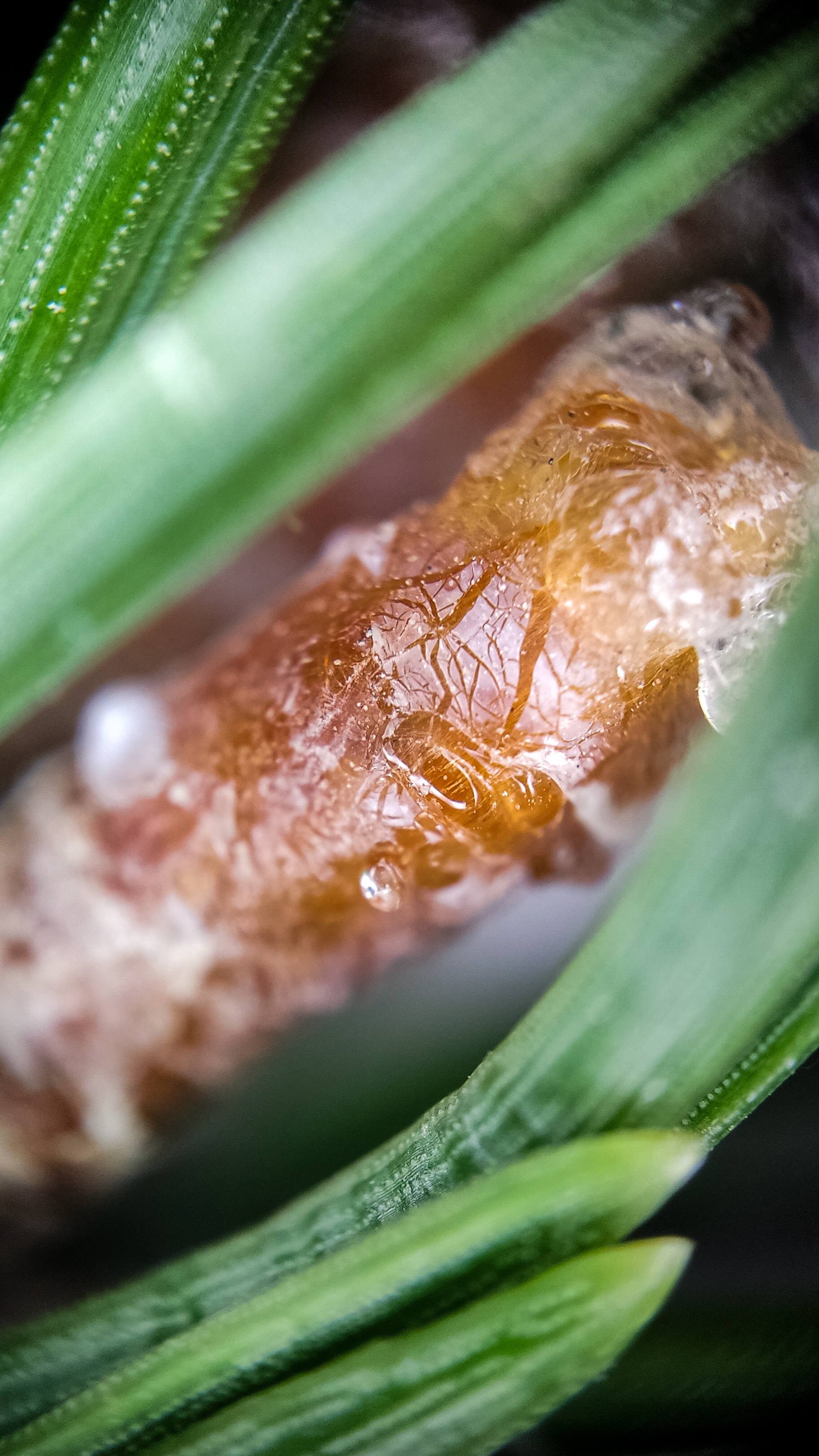 Photo project Let's take a closer look post #90. Mountain pine - My, Bloom, Macro photography, Nature, The photo, Plants, Garden, Pine, Gardening, Beautiful view, Longpost