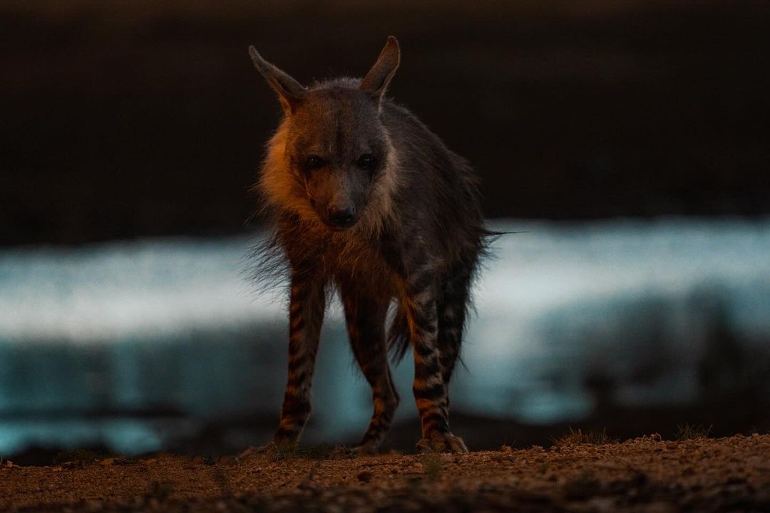 After sunset - Hyena, Brown hyena, Predatory animals, Wild animals, wildlife, Reserves and sanctuaries, South Africa, The photo, Night shooting