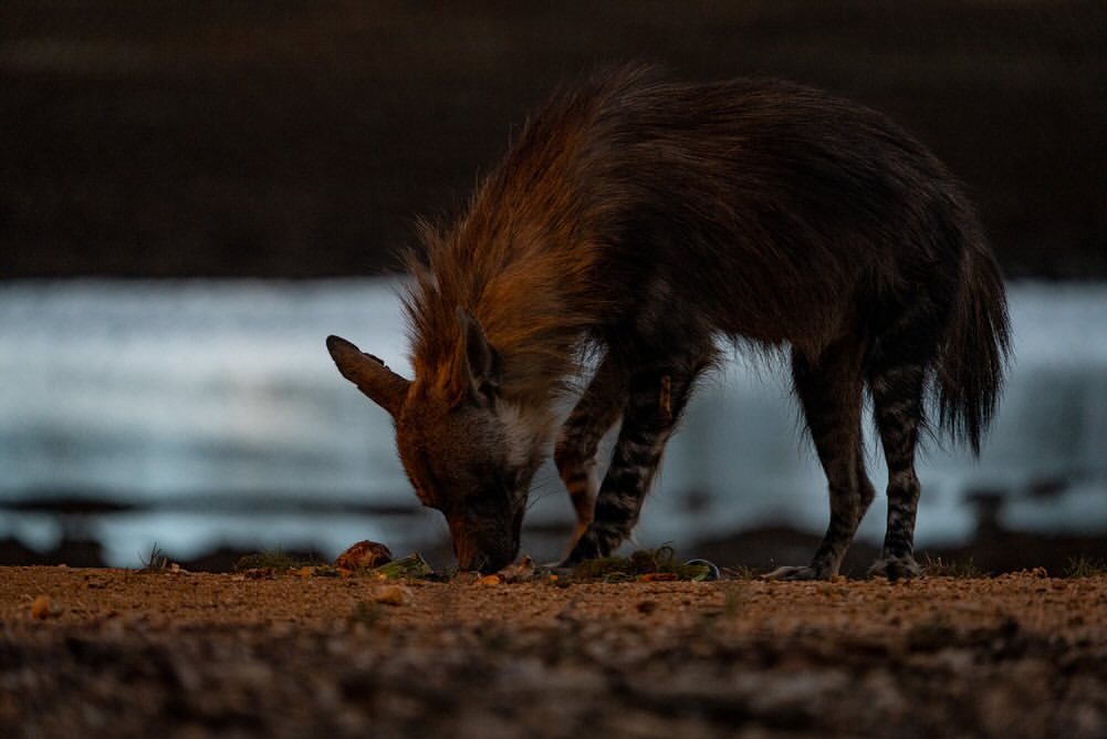 After sunset - Hyena, Brown hyena, Predatory animals, Wild animals, wildlife, Reserves and sanctuaries, South Africa, The photo, Night shooting