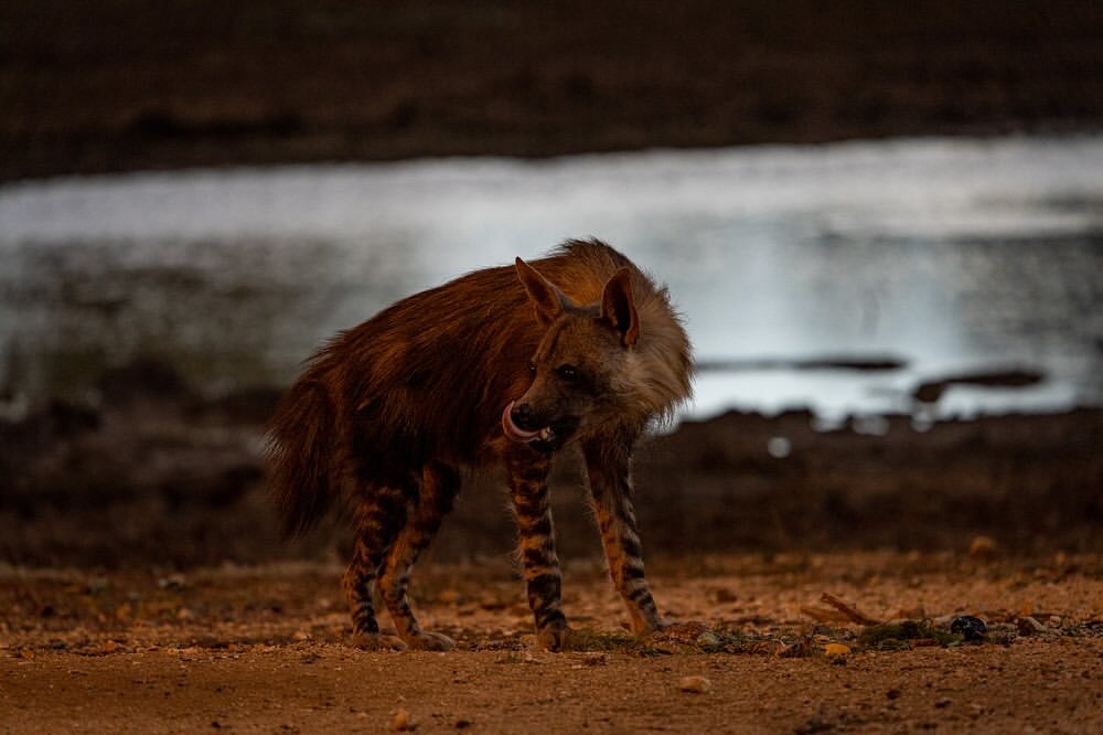 After sunset - Hyena, Brown hyena, Predatory animals, Wild animals, wildlife, Reserves and sanctuaries, South Africa, The photo, Night shooting