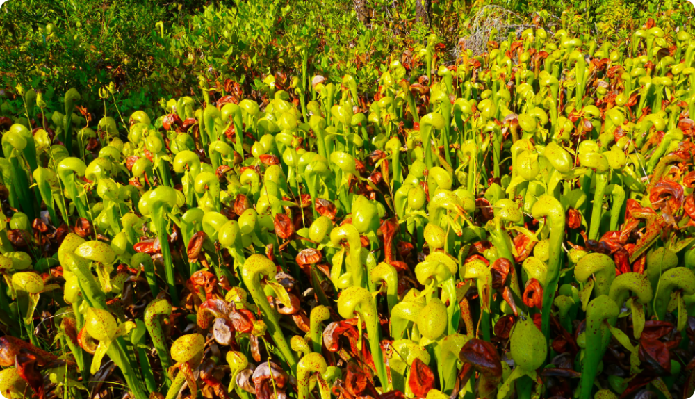 Darlingtonia californica - My, Plants, Garden, Garden, Houseplants, Biology, Carnivorous plants