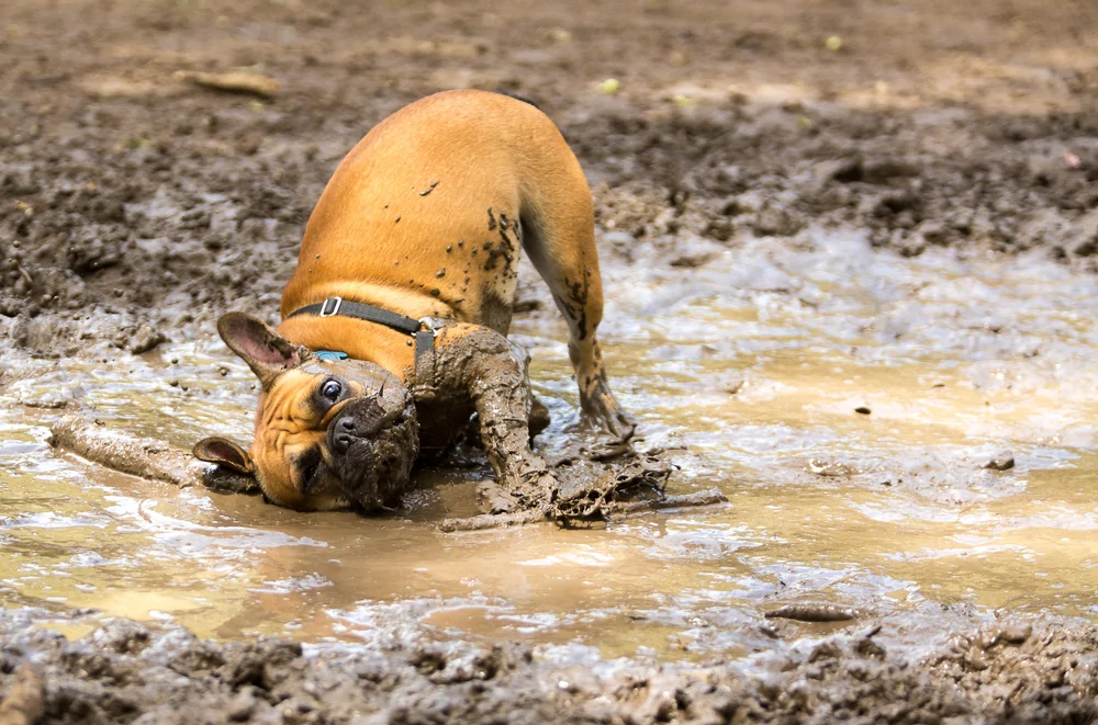 The heroes who decided to roll around in a puddle and helped create incredibly positive images - Dog, Puddle, Dirt, Bathing, Water, The photo, Animals, Fishkinet, Longpost