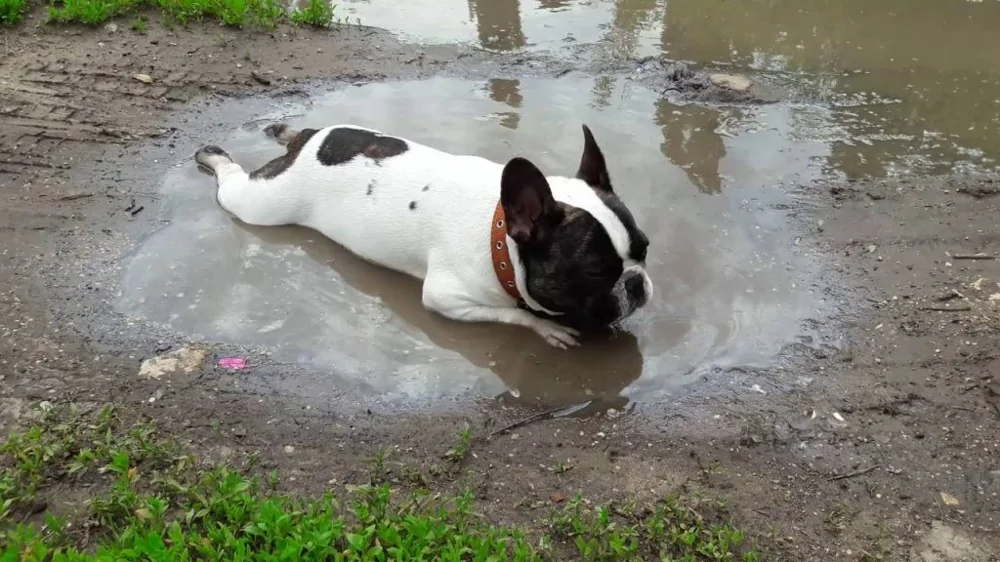 The heroes who decided to roll around in a puddle and helped create incredibly positive images - Dog, Puddle, Dirt, Bathing, Water, The photo, Animals, Fishkinet, Longpost