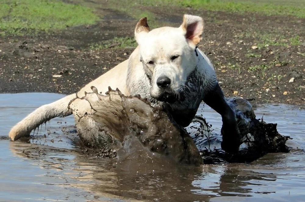 The heroes who decided to roll around in a puddle and helped create incredibly positive images - Dog, Puddle, Dirt, Bathing, Water, The photo, Animals, Fishkinet, Longpost