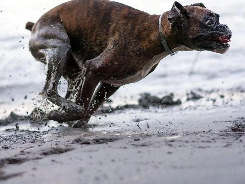 The heroes who decided to roll around in a puddle and helped create incredibly positive images - Dog, Puddle, Dirt, Bathing, Water, The photo, Animals, Fishkinet, Longpost