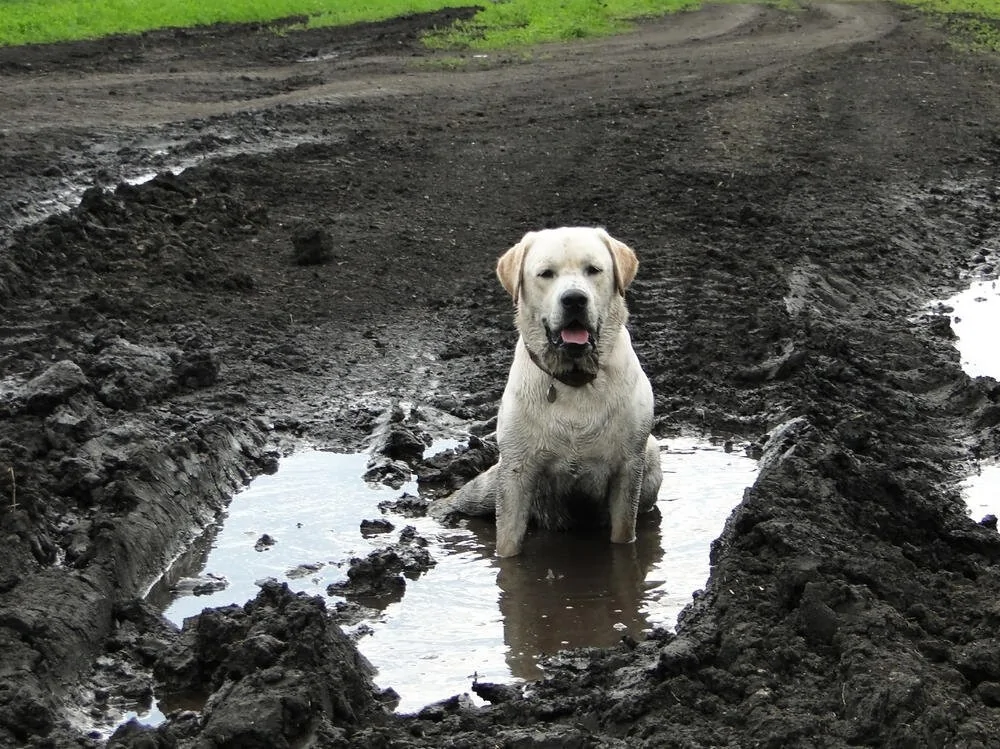 The heroes who decided to roll around in a puddle and helped create incredibly positive images - Dog, Puddle, Dirt, Bathing, Water, The photo, Animals, Fishkinet, Longpost