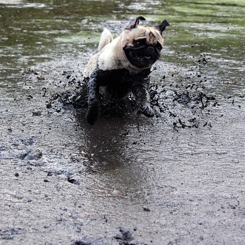 The heroes who decided to roll around in a puddle and helped create incredibly positive images - Dog, Puddle, Dirt, Bathing, Water, The photo, Animals, Fishkinet, Longpost