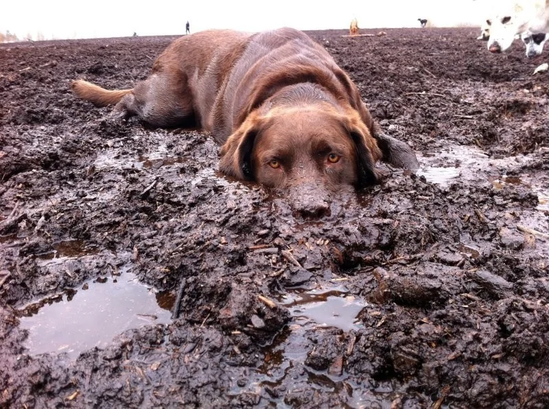 The heroes who decided to roll around in a puddle and helped create incredibly positive images - Dog, Puddle, Dirt, Bathing, Water, The photo, Animals, Fishkinet, Longpost