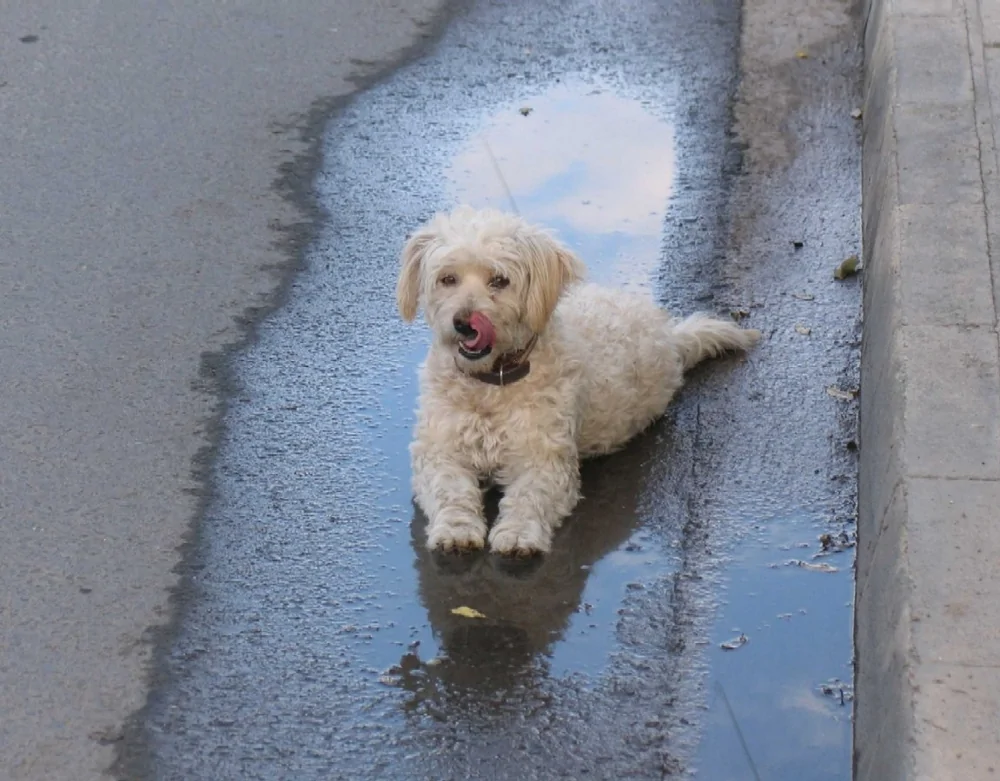 The heroes who decided to roll around in a puddle and helped create incredibly positive images - Dog, Puddle, Dirt, Bathing, Water, The photo, Animals, Fishkinet, Longpost