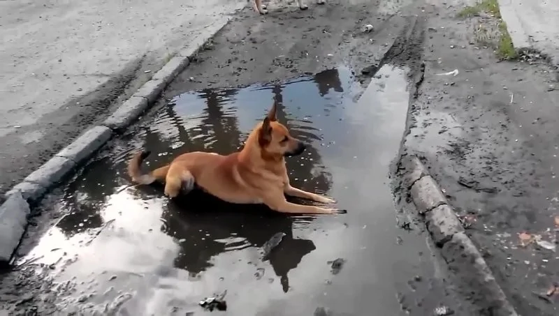 The heroes who decided to roll around in a puddle and helped create incredibly positive images - Dog, Puddle, Dirt, Bathing, Water, The photo, Animals, Fishkinet, Longpost