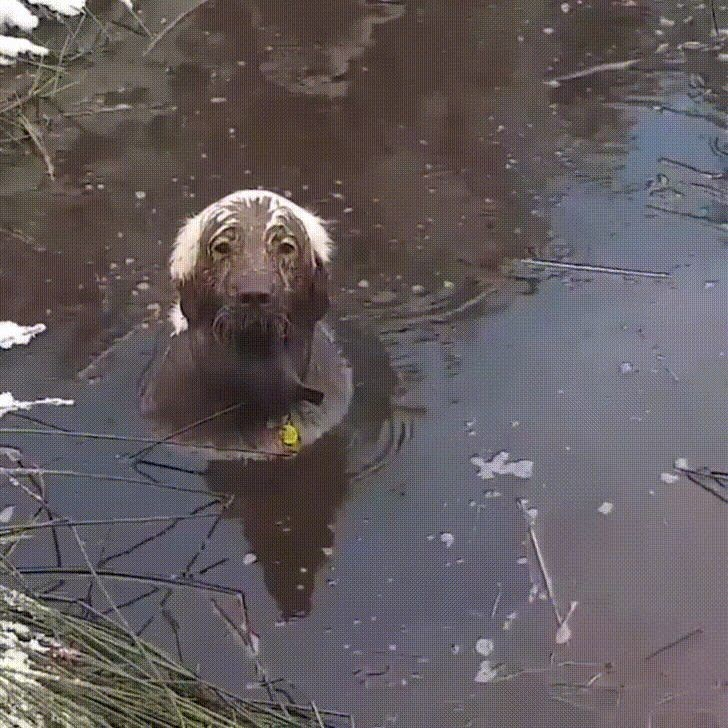 The heroes who decided to roll around in a puddle and helped create incredibly positive images - Dog, Puddle, Dirt, Bathing, Water, The photo, Animals, Fishkinet, Longpost