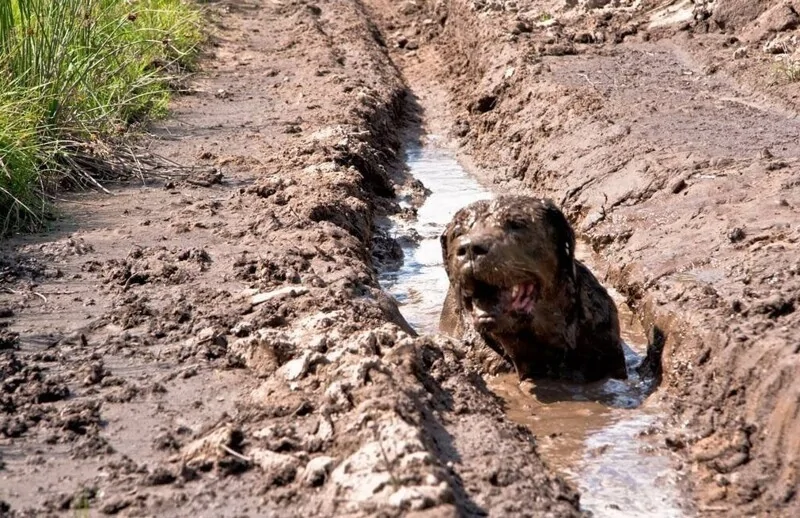 The heroes who decided to roll around in a puddle and helped create incredibly positive images - Dog, Puddle, Dirt, Bathing, Water, The photo, Animals, Fishkinet, Longpost