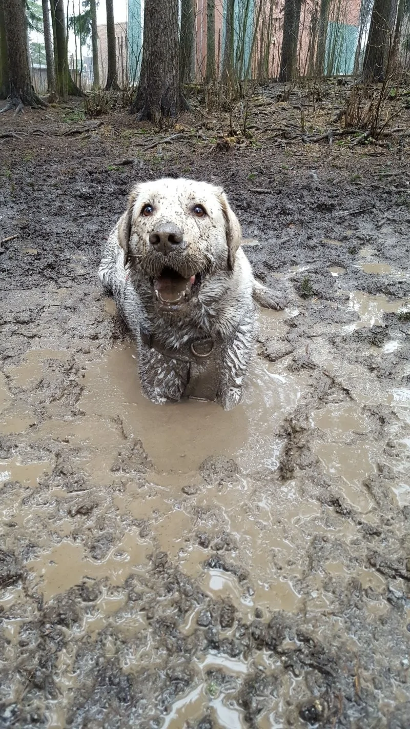 The heroes who decided to roll around in a puddle and helped create incredibly positive images - Dog, Puddle, Dirt, Bathing, Water, The photo, Animals, Fishkinet, Longpost