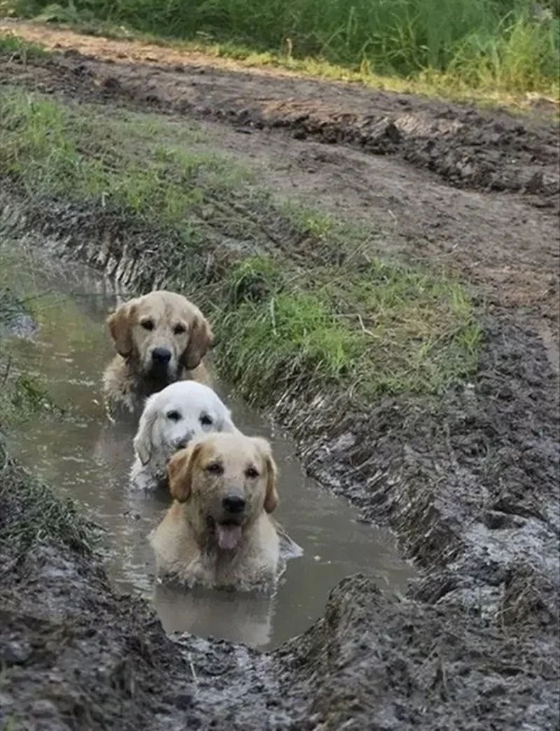 The heroes who decided to roll around in a puddle and helped create incredibly positive images - Dog, Puddle, Dirt, Bathing, Water, The photo, Animals, Fishkinet, Longpost