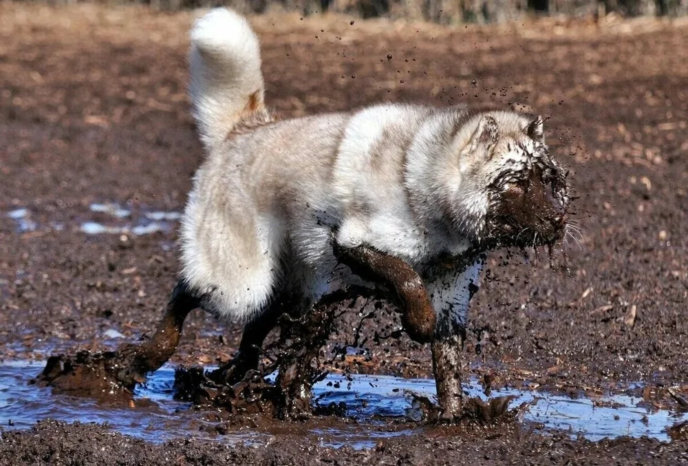 The heroes who decided to roll around in a puddle and helped create incredibly positive images - Dog, Puddle, Dirt, Bathing, Water, The photo, Animals, Fishkinet, Longpost