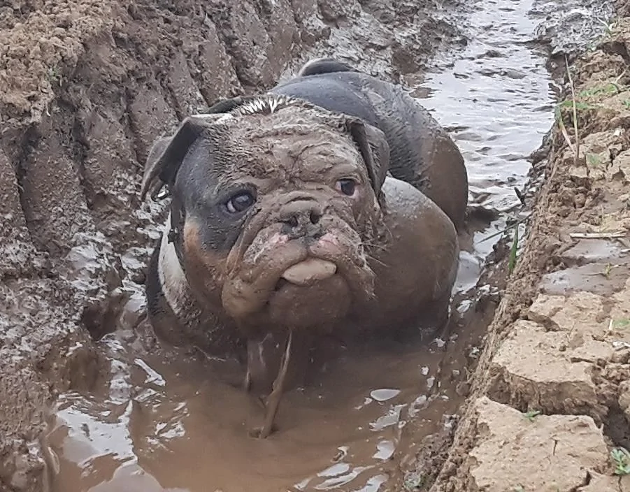 The heroes who decided to roll around in a puddle and helped create incredibly positive images - Dog, Puddle, Dirt, Bathing, Water, The photo, Animals, Fishkinet, Longpost