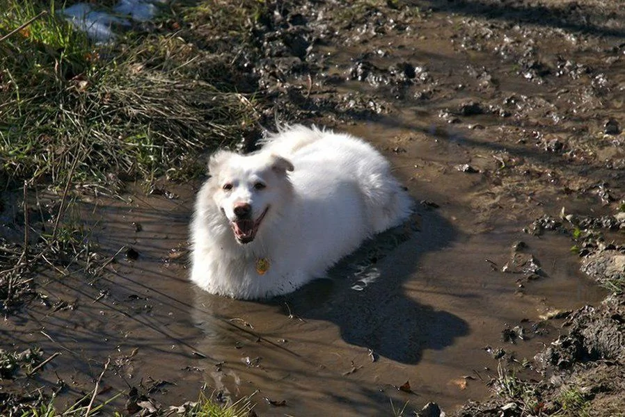 The heroes who decided to roll around in a puddle and helped create incredibly positive images - Dog, Puddle, Dirt, Bathing, Water, The photo, Animals, Fishkinet, Longpost