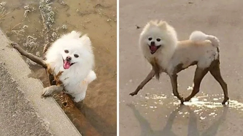 The heroes who decided to roll around in a puddle and helped create incredibly positive images - Dog, Puddle, Dirt, Bathing, Water, The photo, Animals, Fishkinet, Longpost