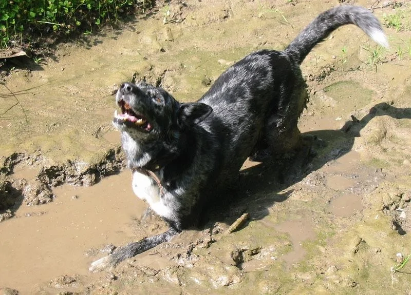 The heroes who decided to roll around in a puddle and helped create incredibly positive images - Dog, Puddle, Dirt, Bathing, Water, The photo, Animals, Fishkinet, Longpost