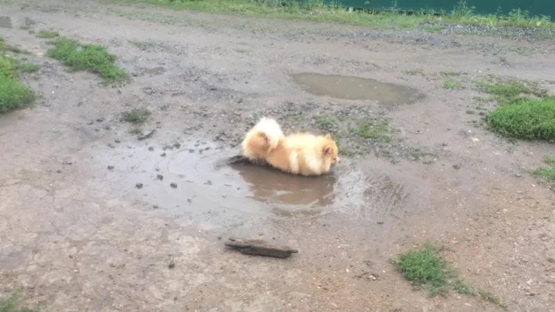 The heroes who decided to roll around in a puddle and helped create incredibly positive images - Dog, Puddle, Dirt, Bathing, Water, The photo, Animals, Fishkinet, Longpost