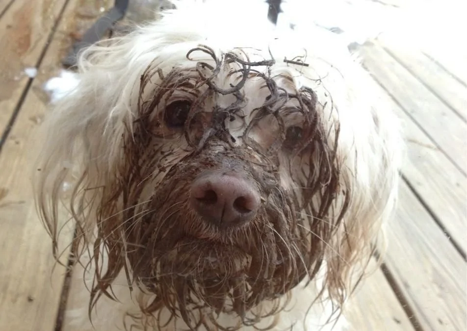 The heroes who decided to roll around in a puddle and helped create incredibly positive images - Dog, Puddle, Dirt, Bathing, Water, The photo, Animals, Fishkinet, Longpost