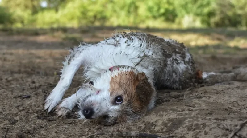 The heroes who decided to roll around in a puddle and helped create incredibly positive images - Dog, Puddle, Dirt, Bathing, Water, The photo, Animals, Fishkinet, Longpost