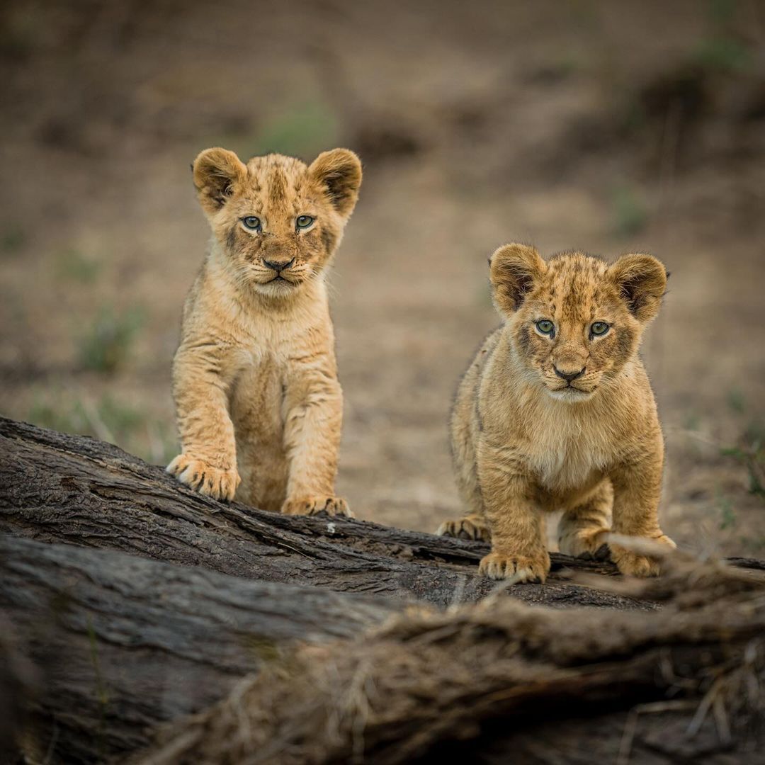 Observers - Lion cubs, a lion, Big cats, Cat family, Predatory animals, Wild animals, wildlife, Reserves and sanctuaries, South Africa, The photo