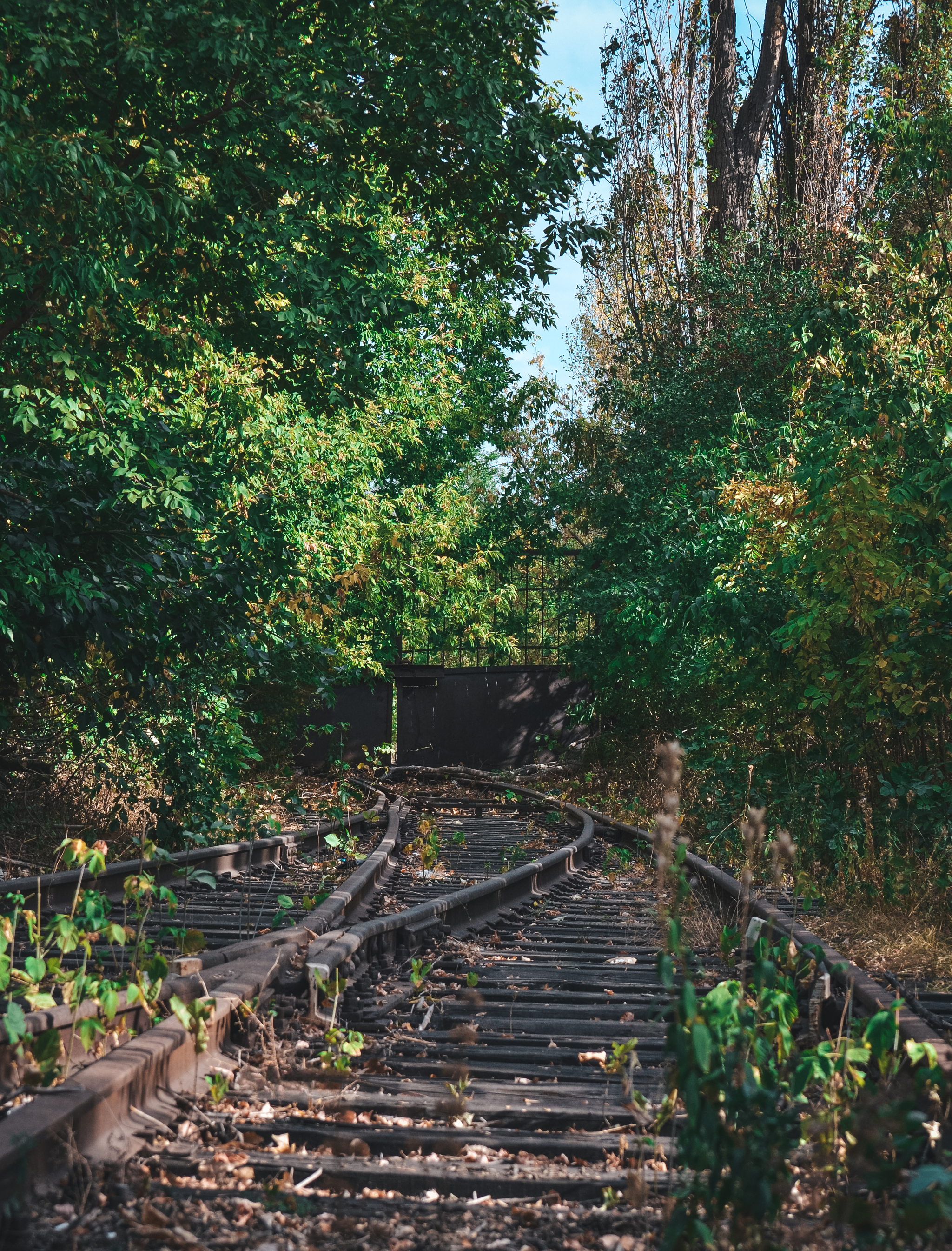 Train ride - My, The photo, Anthracite, Nikon d3100, Greenery, Autumn, Railway, Walk, Longpost