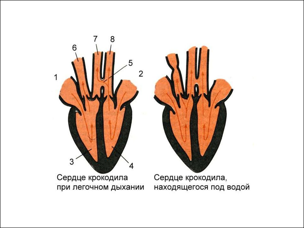 Больше, чем просто рептилия. Совершенство крокодила вывело хладнокровных на новый уровень - Крокодилы, Пресмыкающиеся, Животные, Дикие животные, Яндекс Дзен, Яндекс Дзен (ссылка), Длиннопост