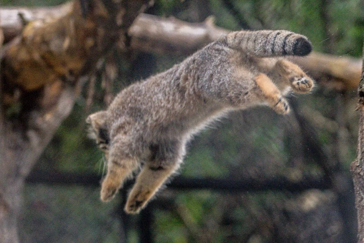 Pallas' cats of the Novosibirsk Zoo - Pallas' cat, Small cats, Cat family, Predatory animals, Wild animals, Young, The photo, Zoo, Novosibirsk Zoo, Telegram (link), Longpost