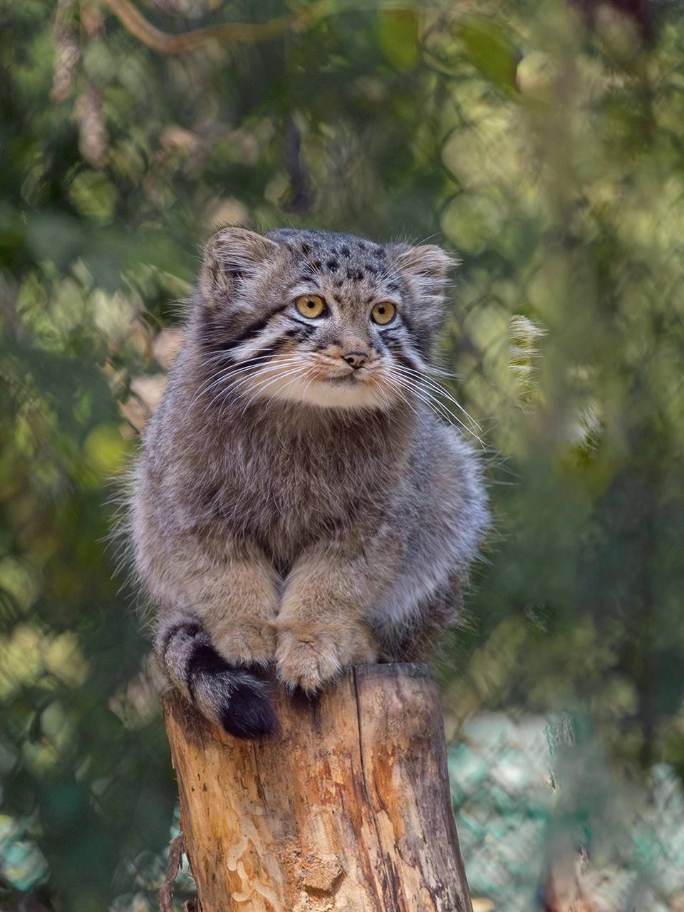 Pallas' cats of the Novosibirsk Zoo - Pallas' cat, Small cats, Cat family, Predatory animals, Wild animals, Young, The photo, Zoo, Novosibirsk Zoo, Telegram (link), Longpost