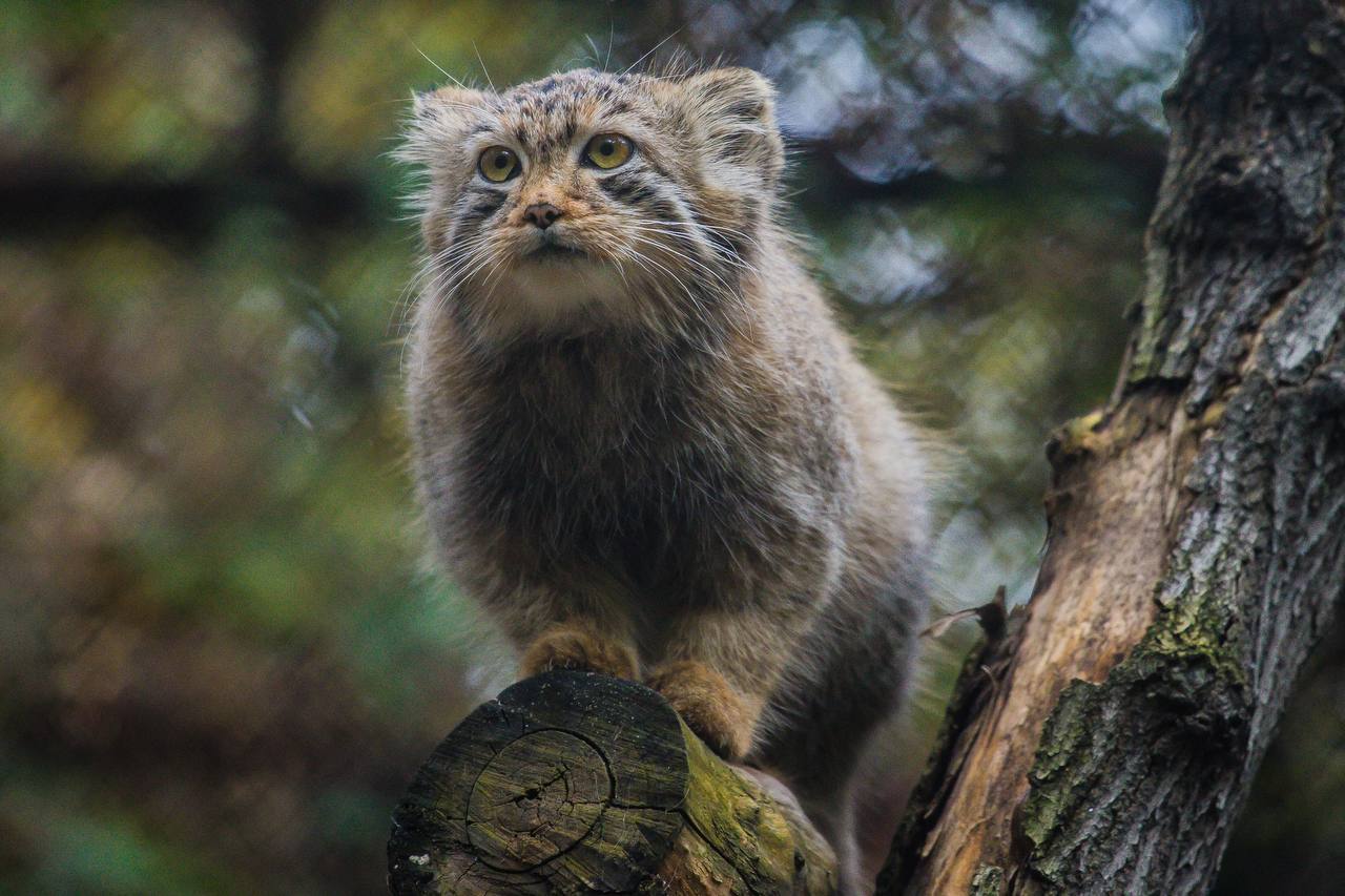 Pallas' cats of the Novosibirsk Zoo - Pallas' cat, Small cats, Cat family, Predatory animals, Wild animals, Young, The photo, Zoo, Novosibirsk Zoo, Telegram (link), Longpost