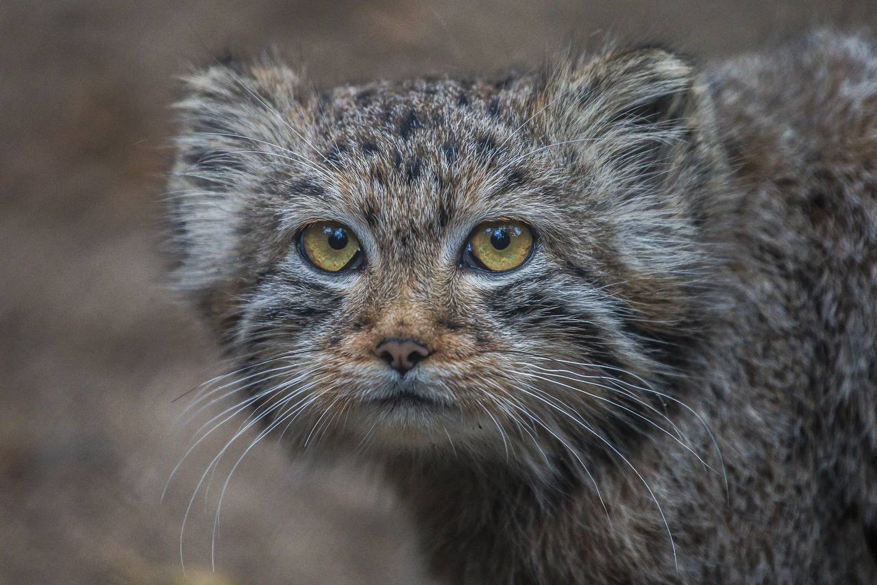 Pallas' cats of the Novosibirsk Zoo - Pallas' cat, Small cats, Cat family, Predatory animals, Wild animals, Young, The photo, Zoo, Novosibirsk Zoo, Telegram (link), Longpost