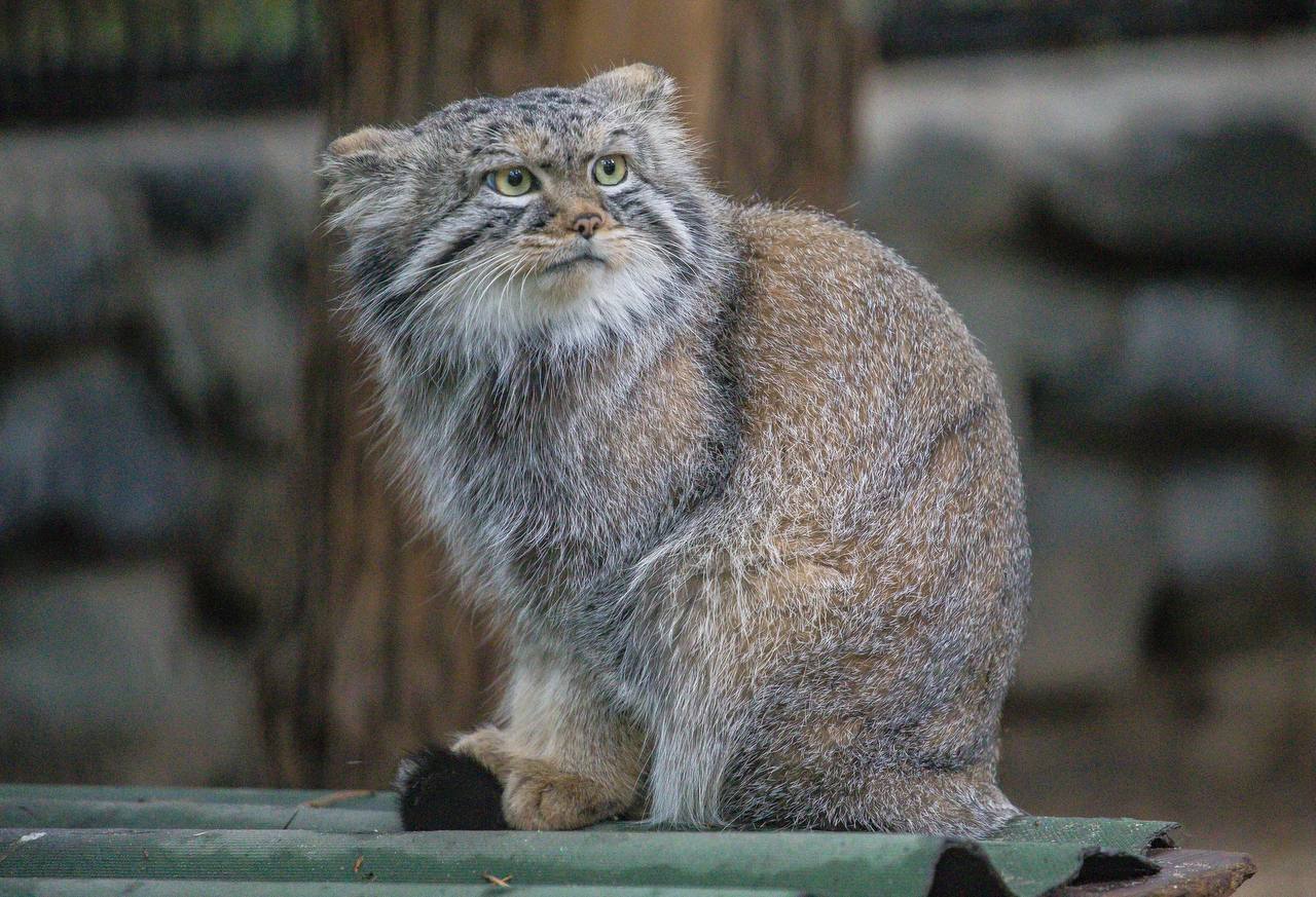 Pallas' cats of the Novosibirsk Zoo - Pallas' cat, Small cats, Cat family, Predatory animals, Wild animals, Young, The photo, Zoo, Novosibirsk Zoo, Telegram (link), Longpost