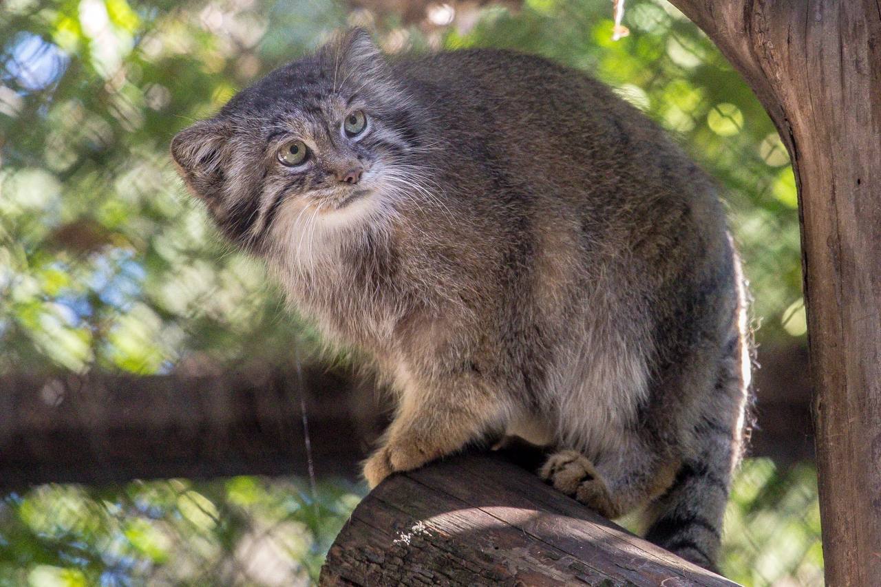 Pallas' cats of the Novosibirsk Zoo - Pallas' cat, Small cats, Cat family, Predatory animals, Wild animals, Young, The photo, Zoo, Novosibirsk Zoo, Telegram (link), Longpost