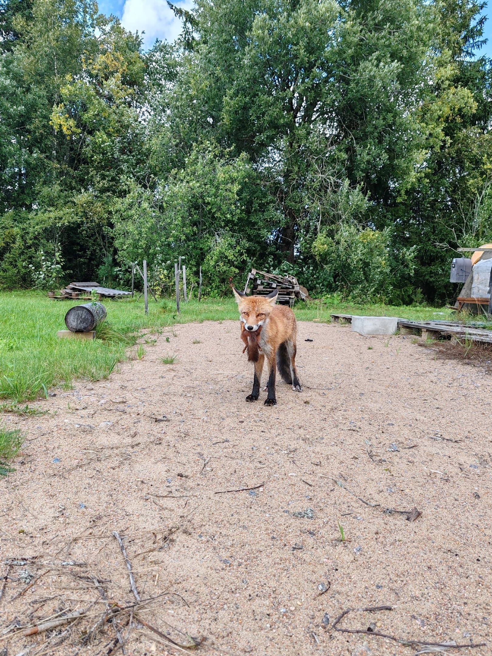 The fox who caught the squirrel... - The photo, Fox, Animals, In the animal world, Squirrel, Longpost