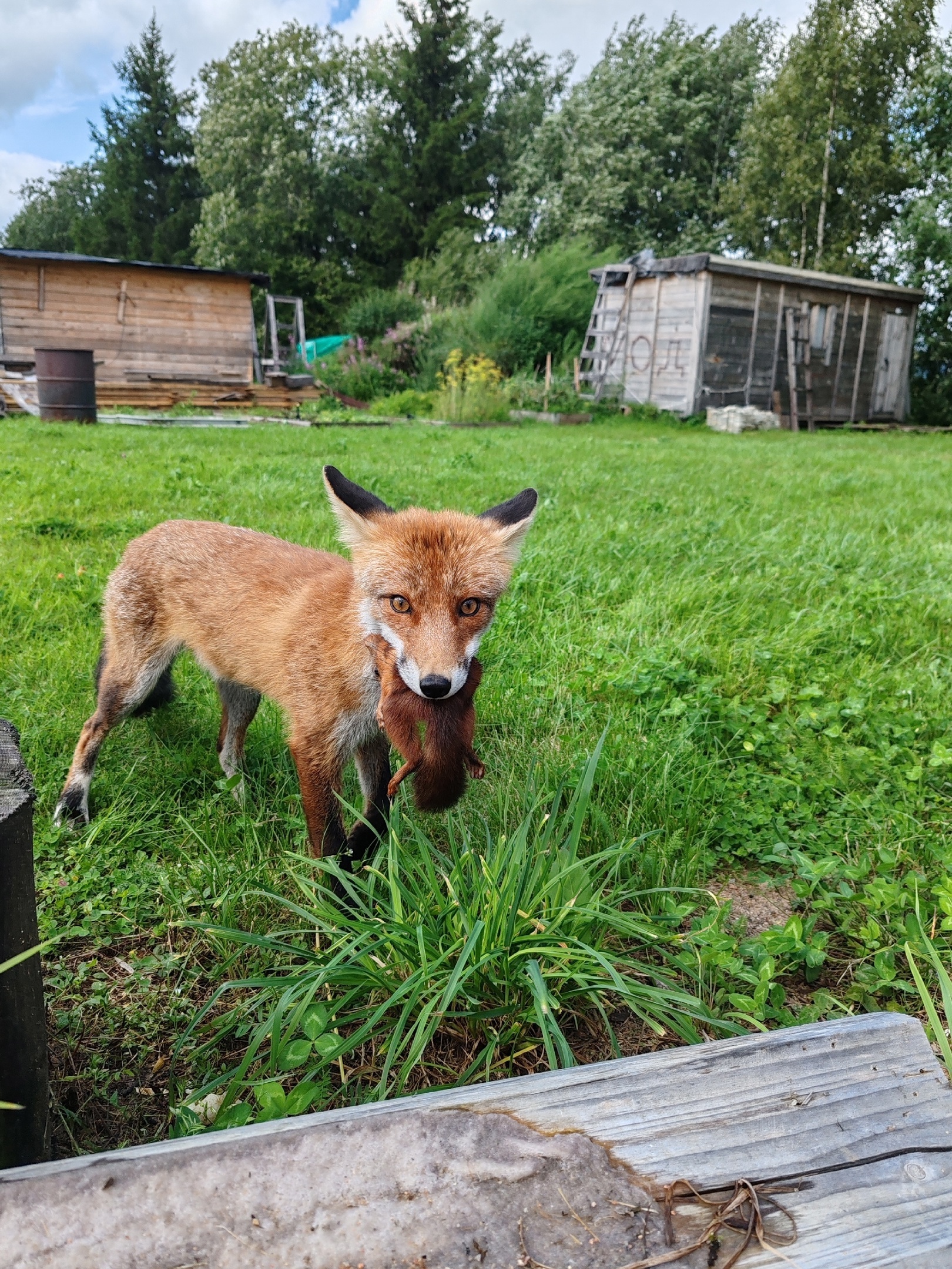 The fox who caught the squirrel... - The photo, Fox, Animals, In the animal world, Squirrel, Longpost