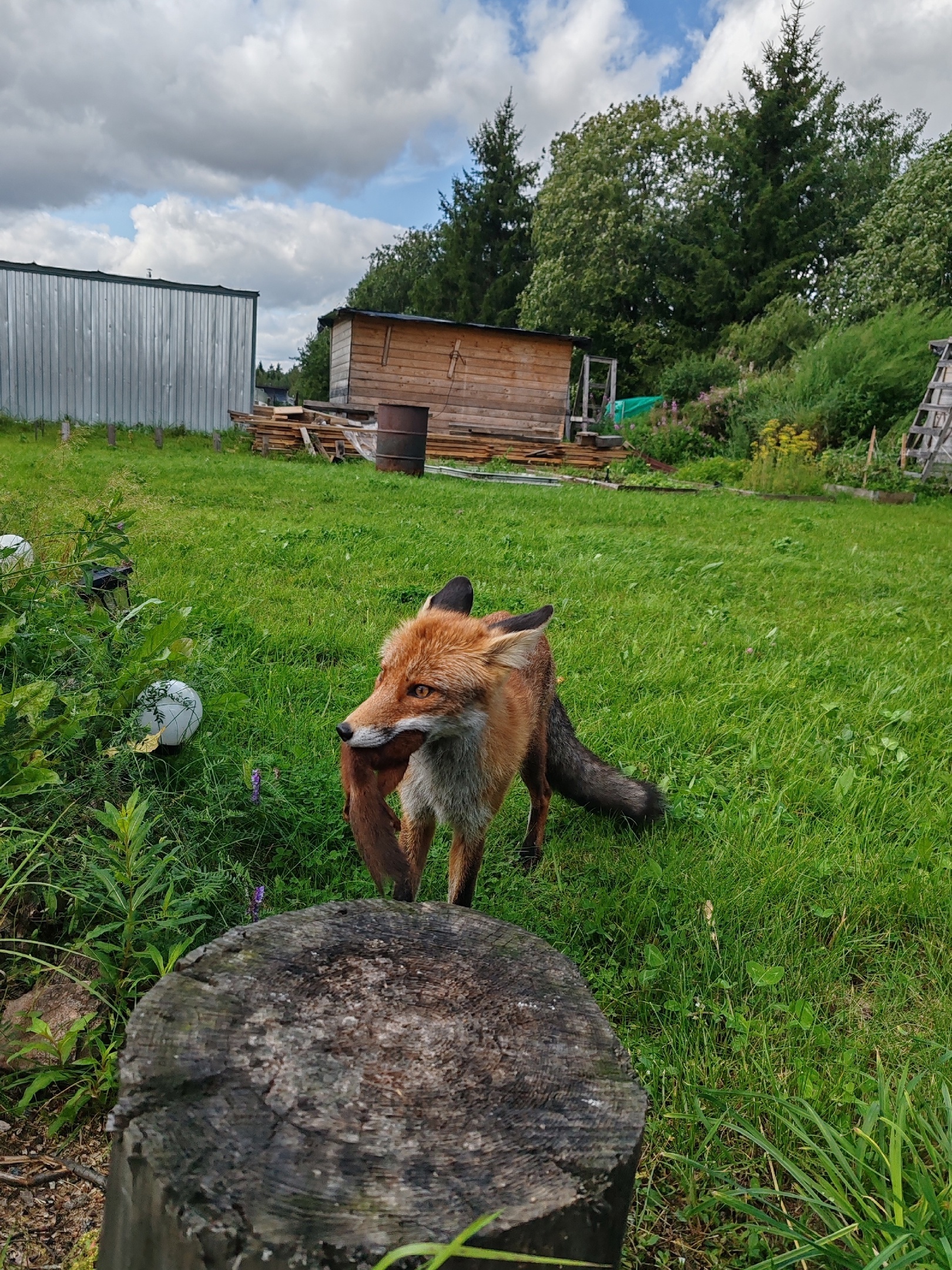 The fox who caught the squirrel... - The photo, Fox, Animals, In the animal world, Squirrel, Longpost