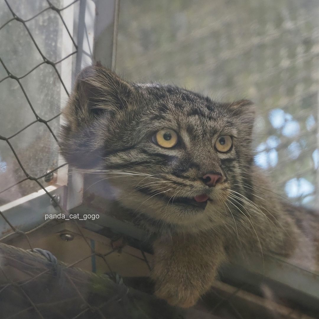 Daddy's girl - Wild animals, Predatory animals, Cat family, Pallas' cat, Small cats, The photo, Zoo, Longpost