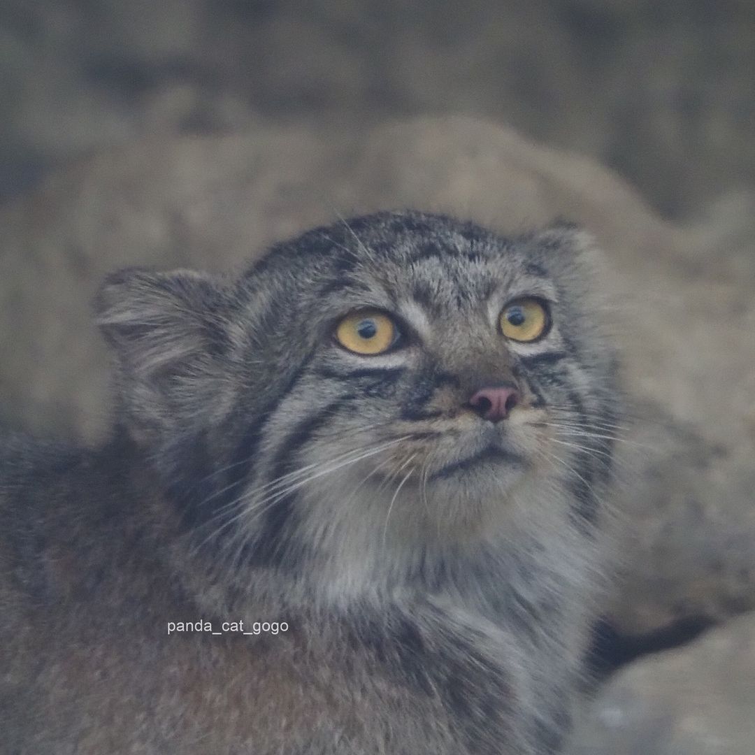 Daddy's girl - Wild animals, Predatory animals, Cat family, Pallas' cat, Small cats, The photo, Zoo, Longpost