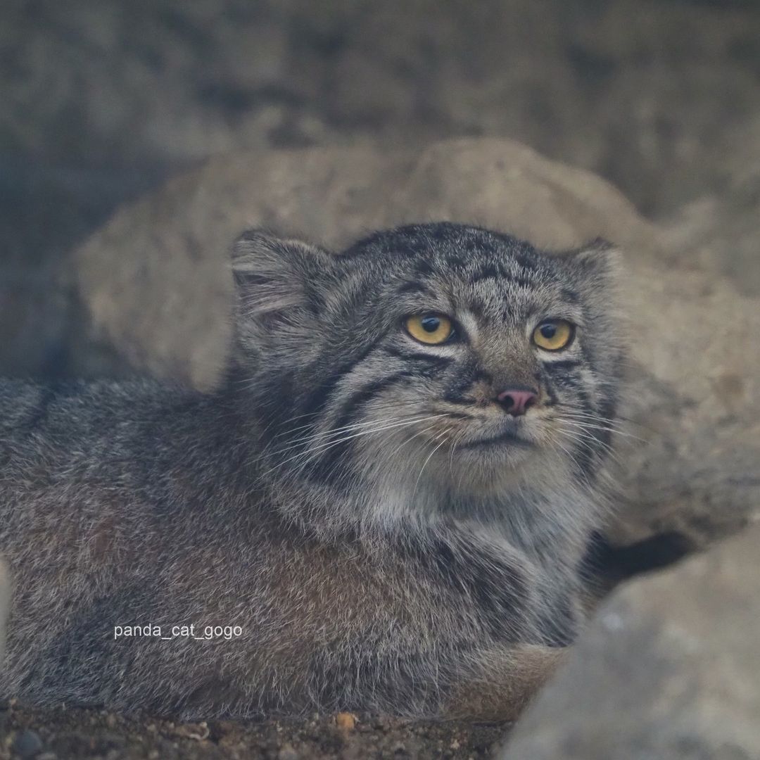 Daddy's girl - Wild animals, Predatory animals, Cat family, Pallas' cat, Small cats, The photo, Zoo, Longpost