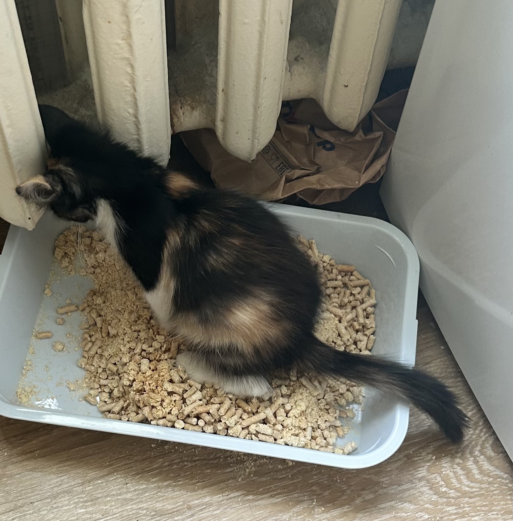 Looking for a home for Cookie - Moscow - My, Longpost, In good hands, cat, Kittens, Moscow, No rating