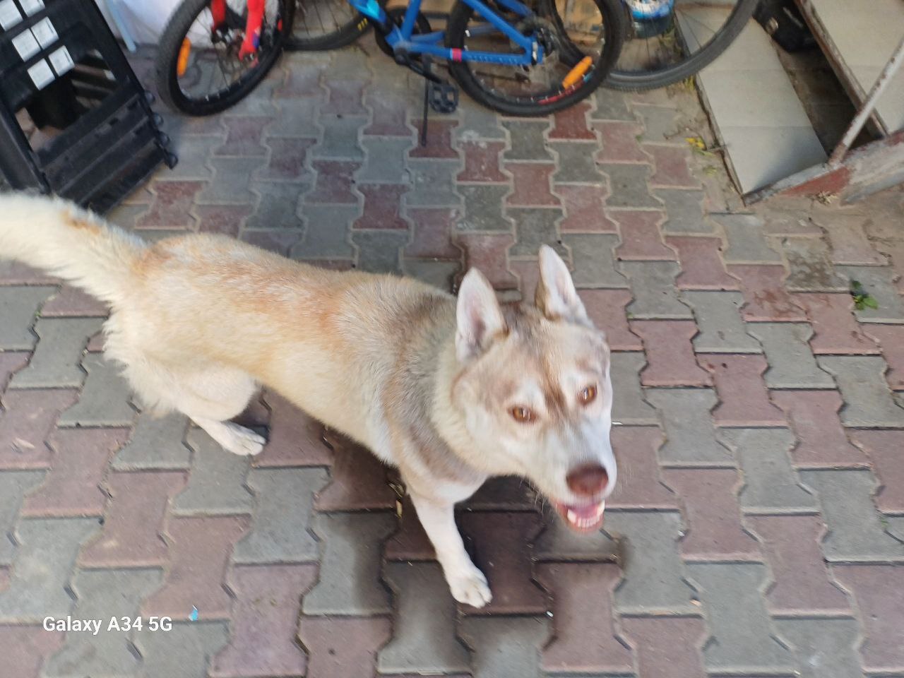 Dog Found. Rostov-on-Don - The dog is missing, Dog, Found a dog, Rostov-on-Don, No rating, Help, The strength of the Peekaboo, Lost, Good league, Longpost