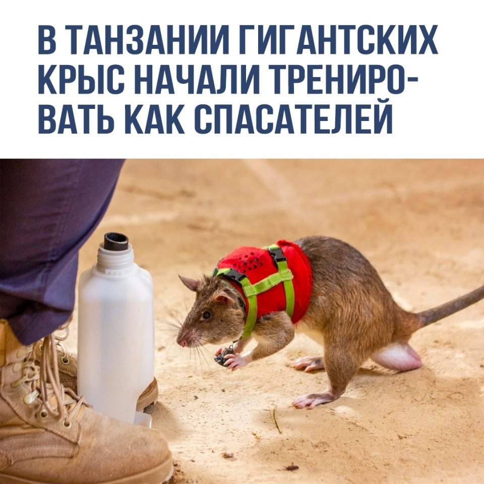 Heroes with moustaches - The photo, Picture with text, Rat, Animals, Wild animals, Rescuers, Longpost