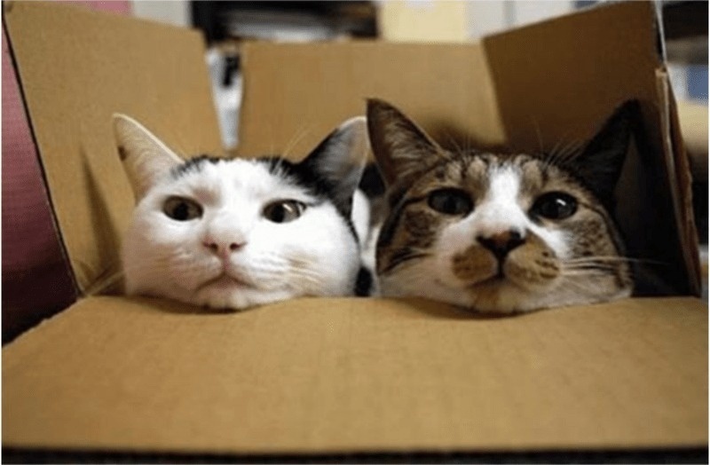 Cat + box = Perfect combination - The photo, cat, Animals, Pets, Box, Humor, Longpost