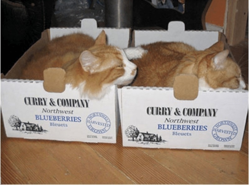 Cat + box = Perfect combination - The photo, cat, Animals, Pets, Box, Humor, Longpost